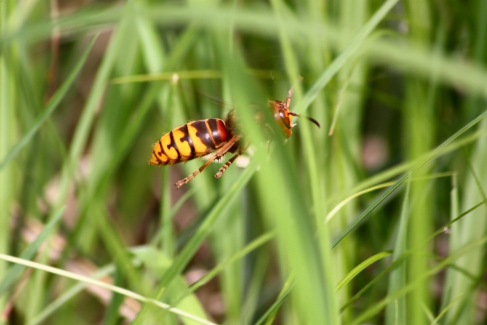 vespa crabro?